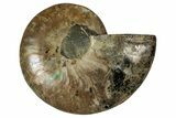 Cut & Polished Ammonite Fossil (Half) - Deep Crystal Pockets #344423-1